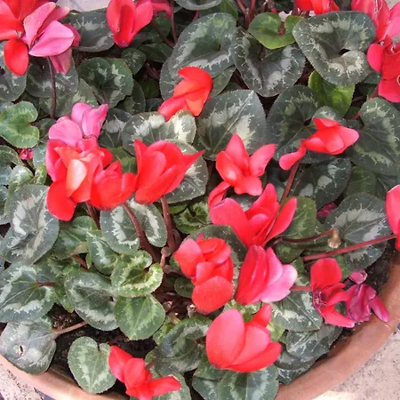 Bed & Breakfast La Cubanina